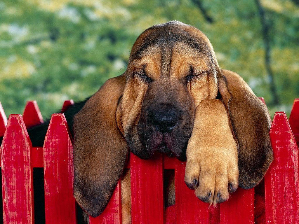 40 Winks, Bloodhound Puppy